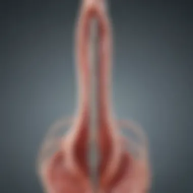 Diverse Types of IUDs Illustration of different types of intrauterine devices