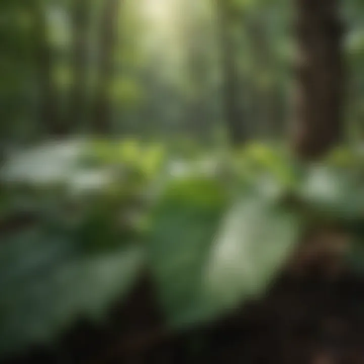 Graphical representation of research findings on kudzu's efficacy in treating alcoholism