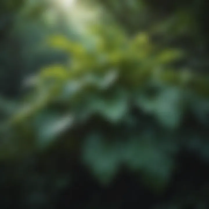 Vibrant foliage of kudzu plant showcasing its lush environment