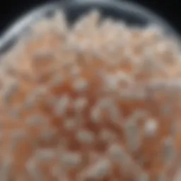 Lactobacillus Fermentum CECT5716: Insights into Its Applications and Benefits Introduction