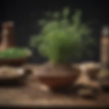 Ancient Culinary Practices with Lepidium Seeds Historical illustration depicting the use of Lepidium seeds in ancient culinary practices.