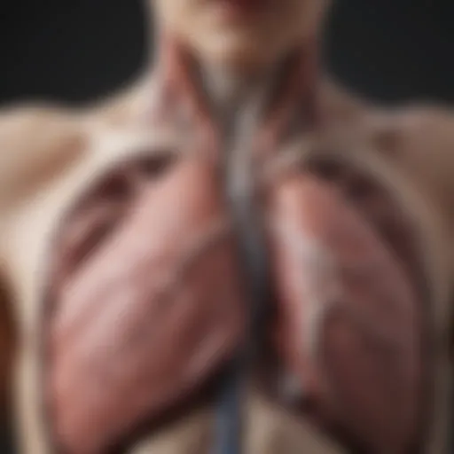 Illustration of lung anatomy highlighting carcinoid tumor locations