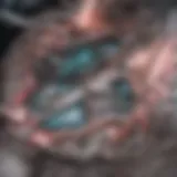 Anatomical illustration of the heart showing mitral valve structure