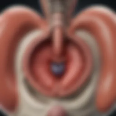 Blood Backflow Mechanism in Mitral Regurgitation Diagram explaining the backflow of blood in mitral regurgitation