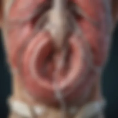 Diagnostic and Treatment Pathways for Mitral Regurgitation Flowchart detailing diagnostic and treatment options for mitral regurgitation