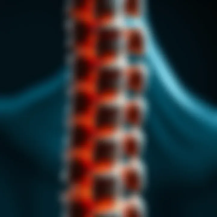 Anatomy of the spinal cord highlighting myelomalacia