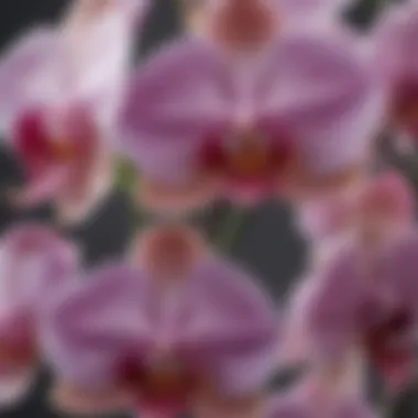 Intricate Structures of Orchid Flowers Close-up of an orchid flower revealing intricate patterns and structures.