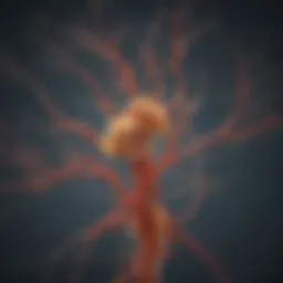 Anatomical illustration of POMC neurons