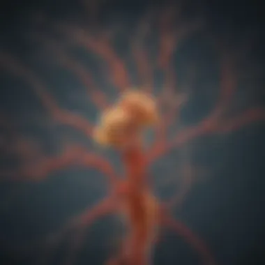 Anatomical illustration of POMC neurons