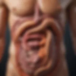 Illustration of digestive system highlighting the impact of food intake