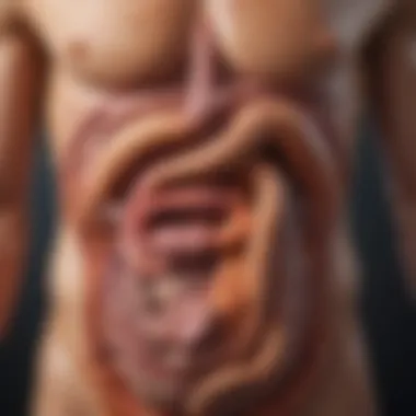 Impact of Food on the Digestive System Illustration of digestive system highlighting the impact of food intake