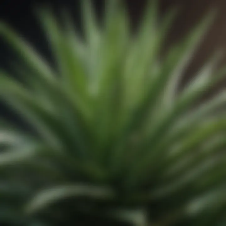 Research data graphics illustrating studies on aloe vera's anti-inflammatory effects