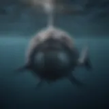 Majestic Mola mola swimming gracefully in the ocean