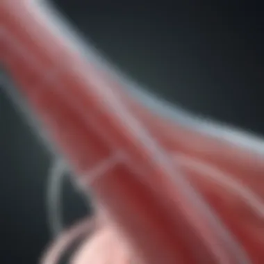 Innovative Structure of the Female Condom Catheter Illustration of the female condom catheter design showcasing its innovative structure