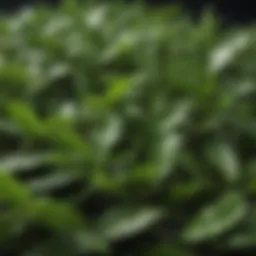 A close-up of green tea leaves highlighting their vibrant color and texture.