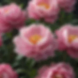 A close-up of peony flowers in bloom, symbolizing natural healing.