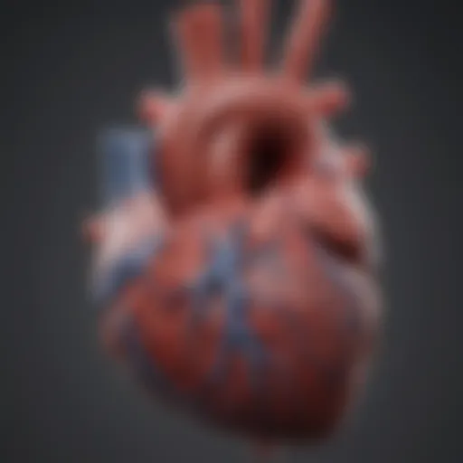 Heart diagram highlighting right ventricular function