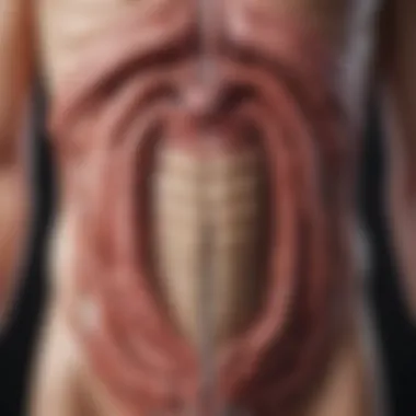 Varieties of Intestinal Bypass Techniques Illustration showing the different types of intestinal bypass procedures