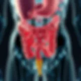 Illustration of the colon anatomy