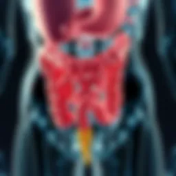 Illustration of the colon anatomy