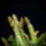 Understanding Allergic Reactions to Asparagus Introduction