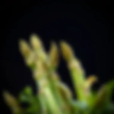 Understanding Allergic Reactions to Asparagus Introduction