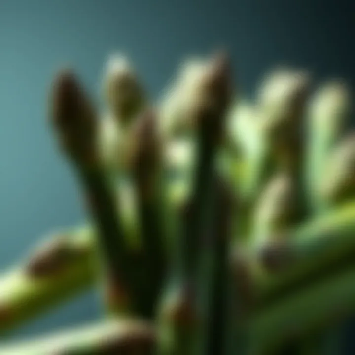 Notable Understanding Allergic Reactions to Asparagus