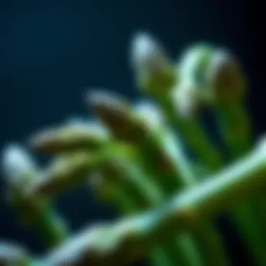 Understanding Allergic Reactions to Asparagus Summary