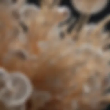 Exploring the Ecosystem of Candida Yeast Candida yeast in the gut ecosystem
