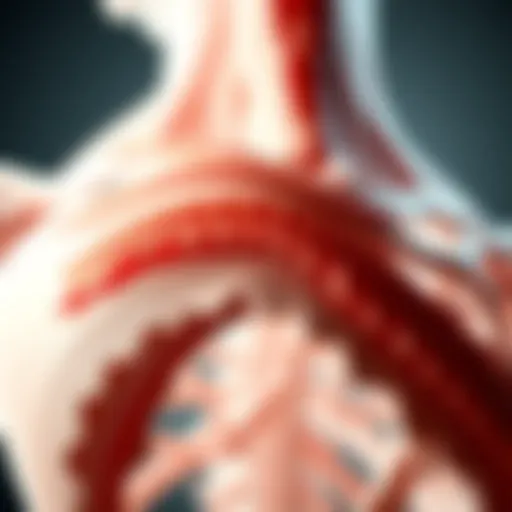 Detailed visualization of fascia layers