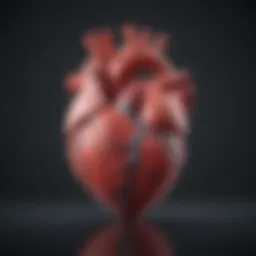 Echocardiogram illustrating heart chambers