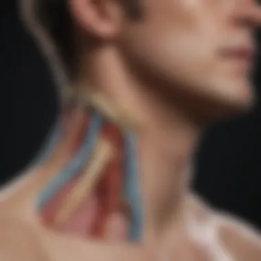 Illustration of the neck anatomy highlighting potential lump locations