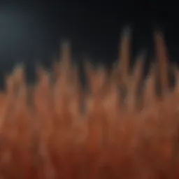 Close-up of hard red winter wheat grains showcasing their texture and color