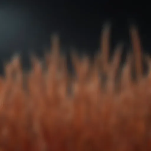 Close-up of hard red winter wheat grains showcasing their texture and color