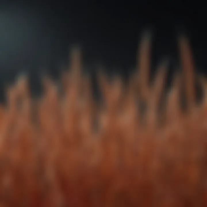 Close-up of hard red winter wheat grains showcasing their texture and color