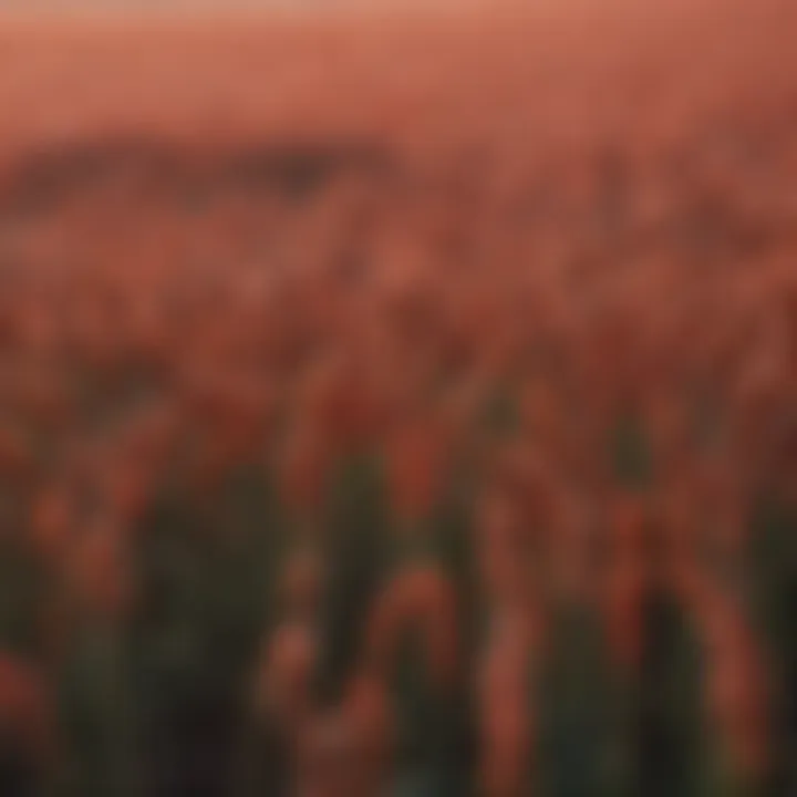 Field of hard red winter wheat under optimal growing conditions