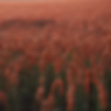 Cultivation Environment for Hard Red Winter Wheat Field of hard red winter wheat under optimal growing conditions