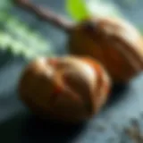 Understanding Hazelnut Cross Reactivity: Implications and Insights Introduction