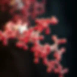 Understanding Immunoglobulin G in Medical Terms Introduction