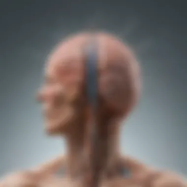 Central Nervous System and NMO Illustration depicting the central nervous system and its relation to NMO.