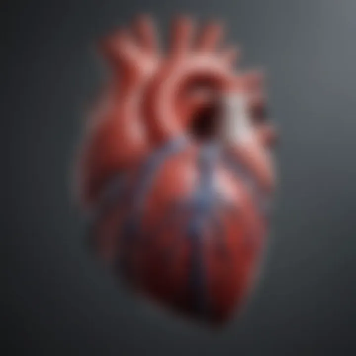 Detailed anatomy of the heart with ECG correlation