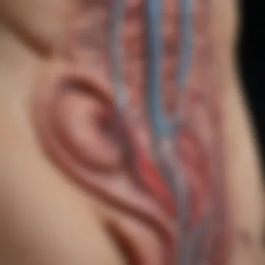 Ultrasound Visualization of Renal Vein Ultrasound image showing renal vein dynamics