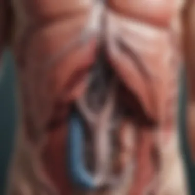 Anatomical Insights into Liver Pain Anatomical diagram depicting the liver and surrounding organs