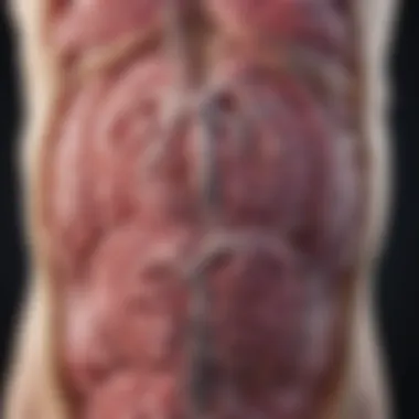 Function of Pancreatic Elastase Diagram illustrating the function of pancreatic elastase in the digestive system