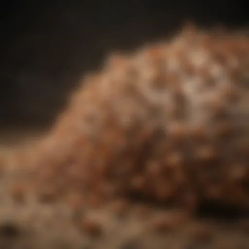 Close-up of a termite swarm