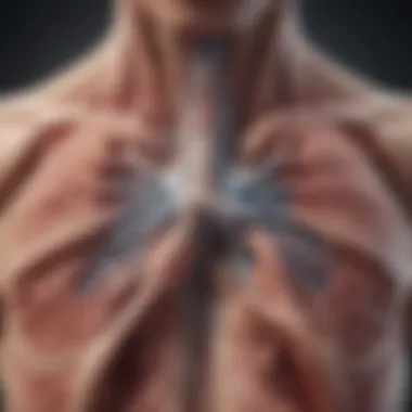 Anatomy of the Pleura Detailed diagram of the pleura and surrounding lung structures