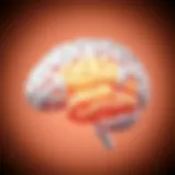 Illustration of brain anatomy highlighting porencephaly