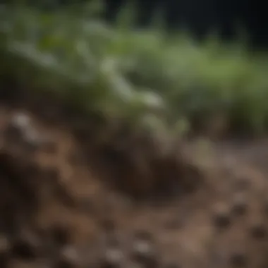 Biochemical processes in soil carbon storage