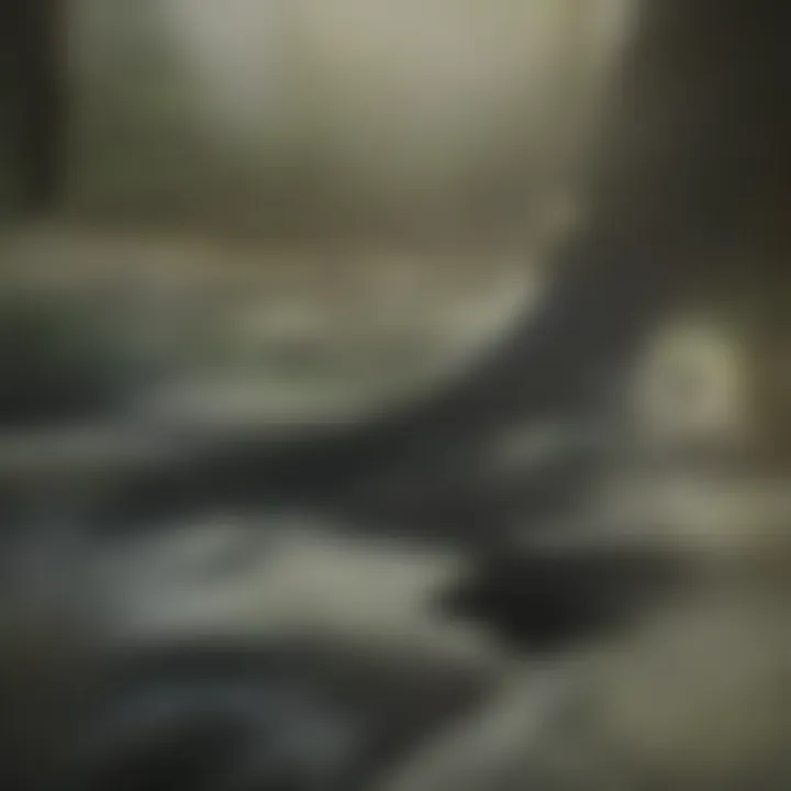 A forest under the canopy with sunlight filtering through