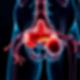 Anatomical illustration highlighting the male urethra and surrounding structures